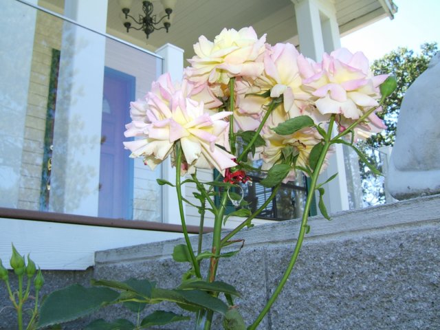 Photograph